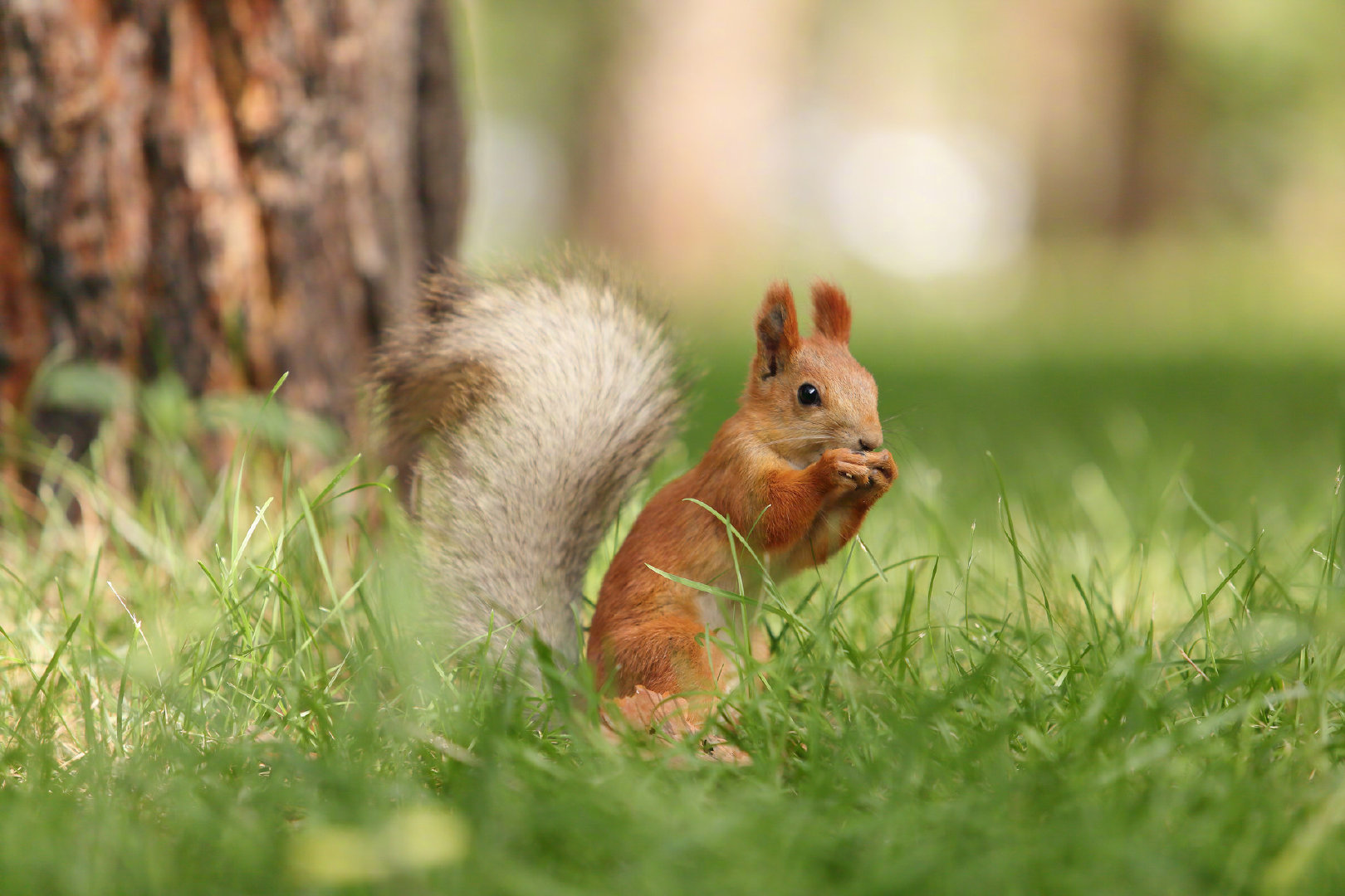 吉尔吉斯斯坦的小松鼠太可爱啦