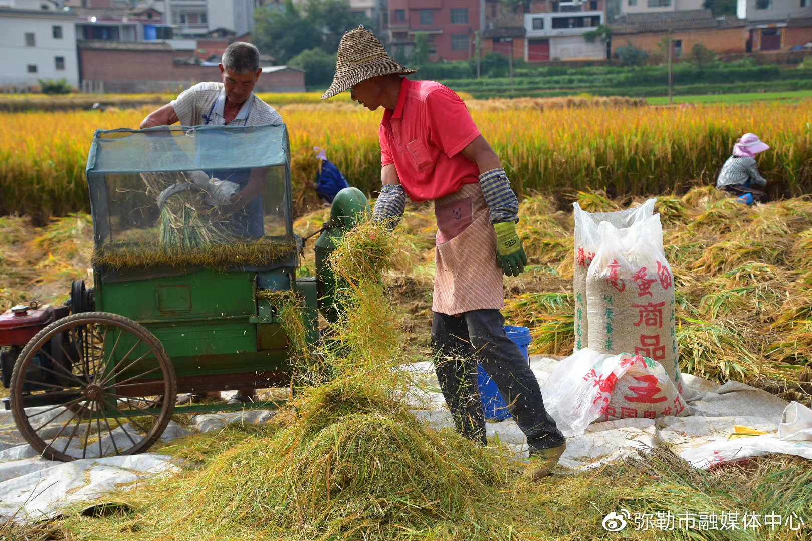 粮丰民富云南此地,10万余亩优质稻喜获丰收