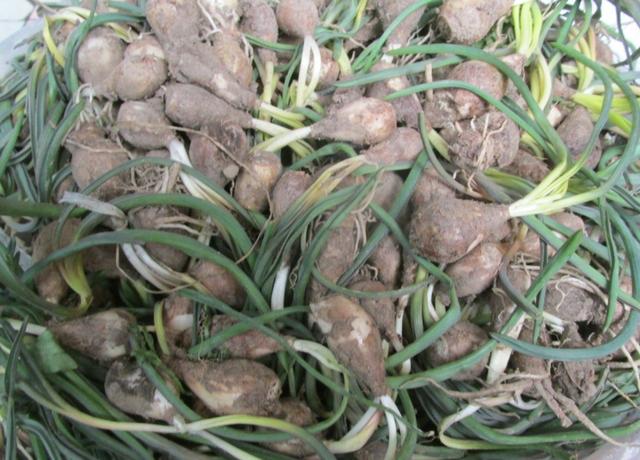 过去是农村娃的零食,如今卖40元一斤,老农:不过是普通的野菜根
