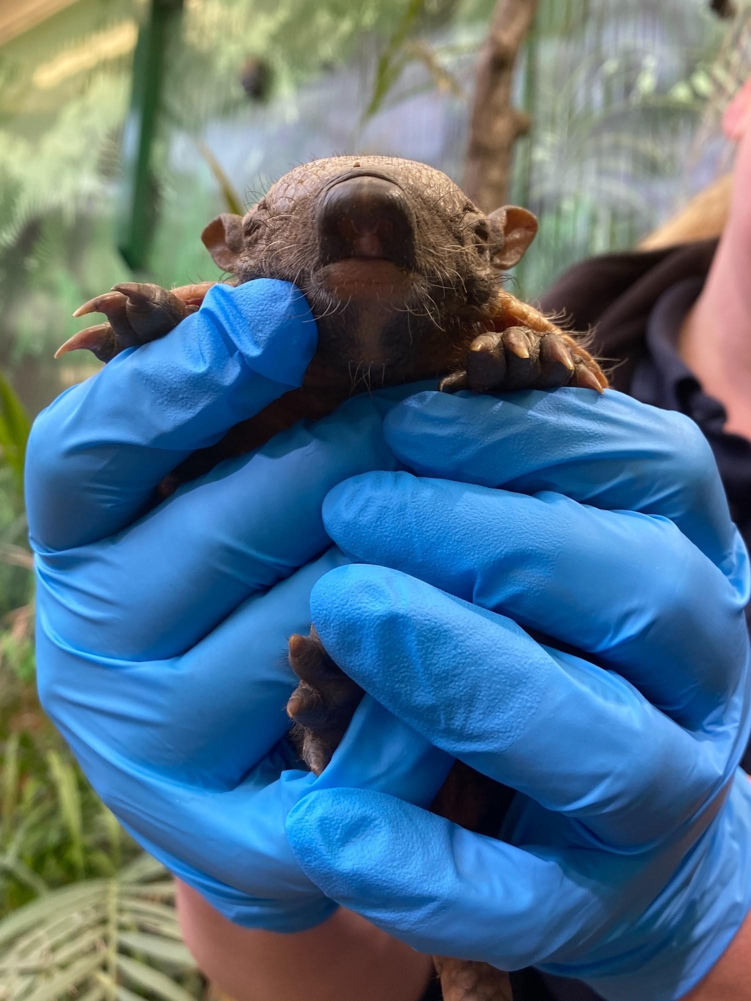 五周大的长毛犰狳幼崽双胞胎,pedro pascal和montezuma……_高清图集