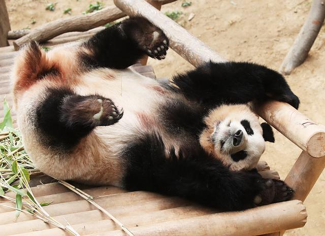休息片刻!各国动物们的惬意时刻