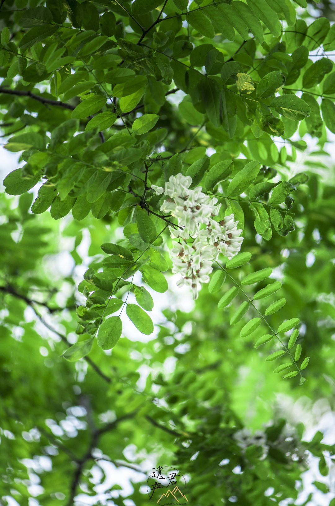 村里的槐树花,有40多岁了,长得高大,只能仰视它的枝繁叶茂~