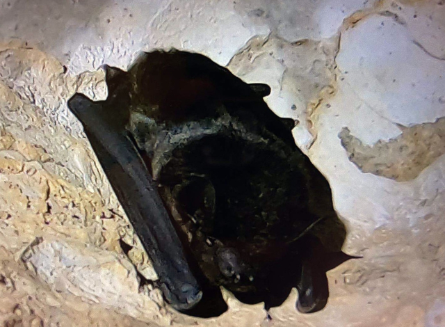 广元发现疑似新生物,纯黑蝙蝠,4足乳白物种,环境保护生效了?