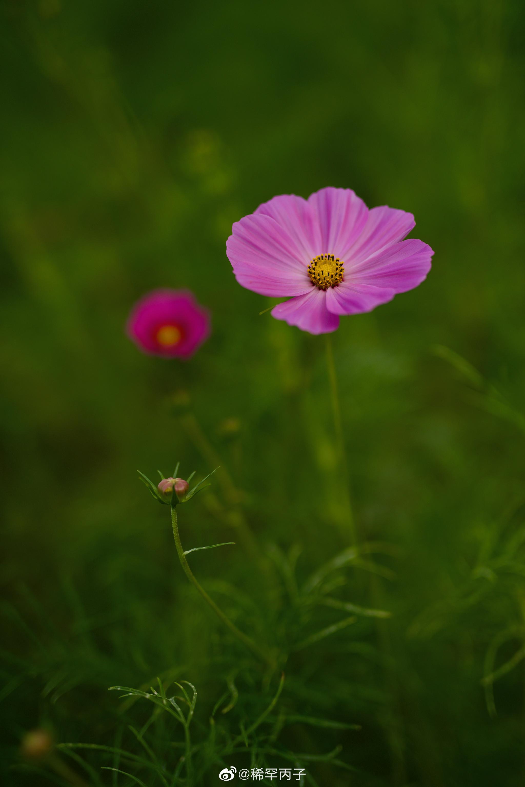 送你一朵小花花早安