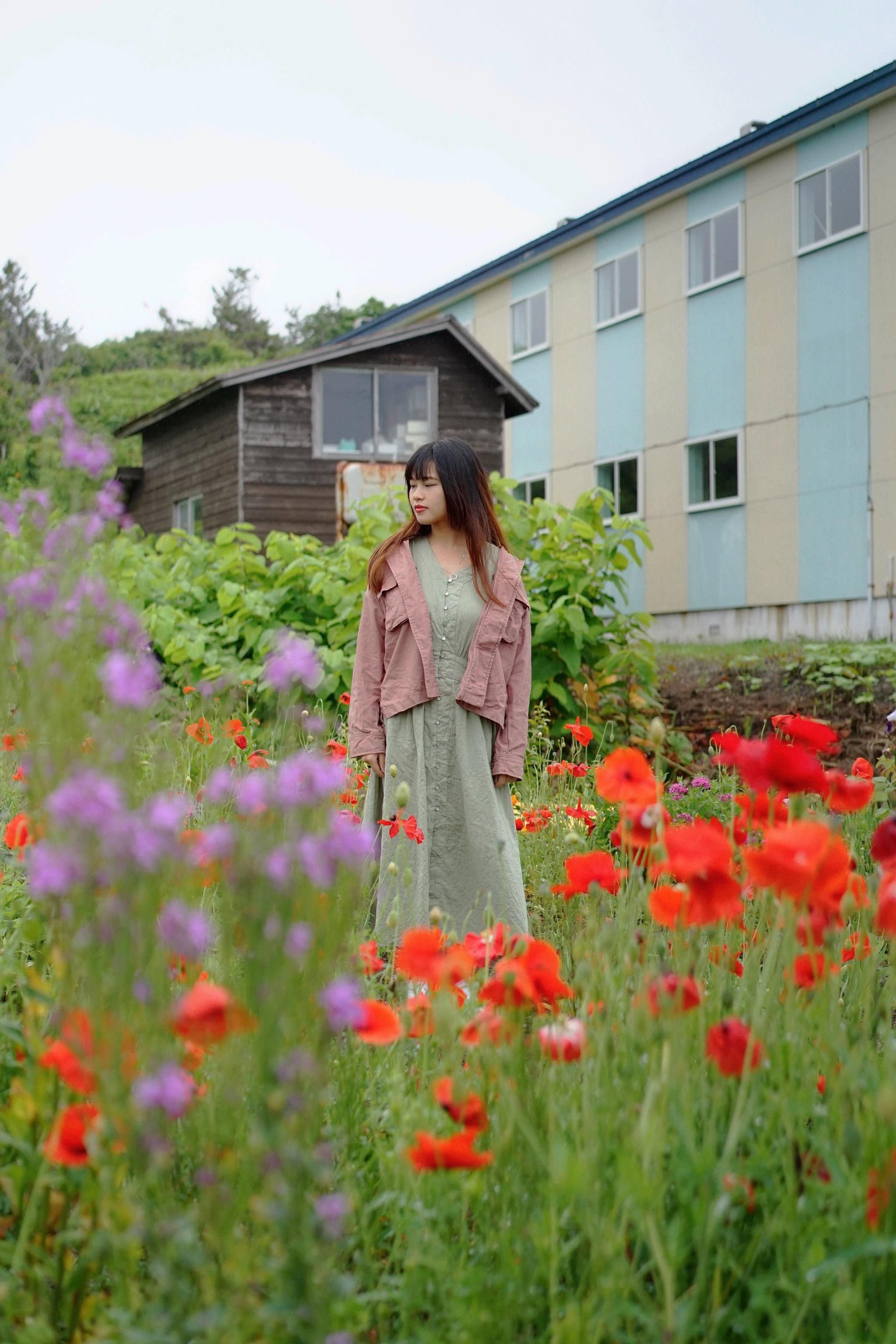 北海道 焼尻島のめん羊 徒步道奇木 小学校のポピー
