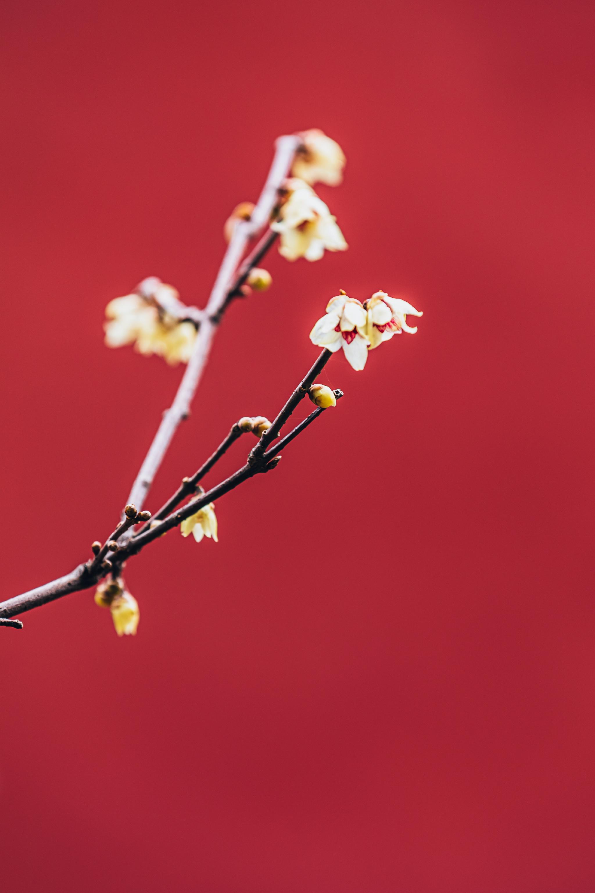 天坛斋宫红墙腊梅暗自香屋脊喜鹊报春喜摄影