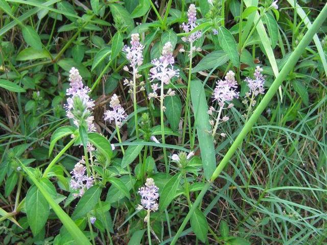 过去是农村娃的零食,如今卖40元一斤,老农:不过是普通的野菜根