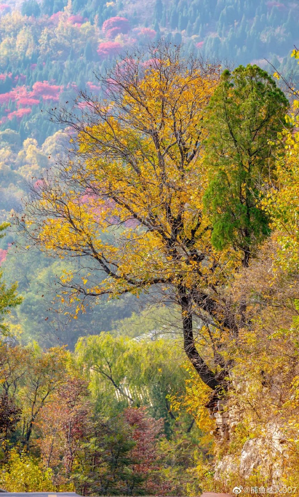 济南免费赏红叶“天花板”，盘山+赏红叶，一条线路就go了！休闲区蓝鸢梦想 - Www.slyday.coM