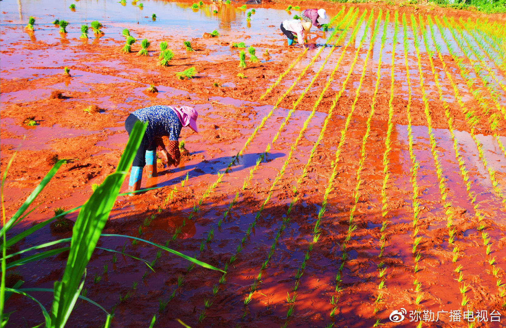 弥勒109万亩水稻秧苗移栽忙