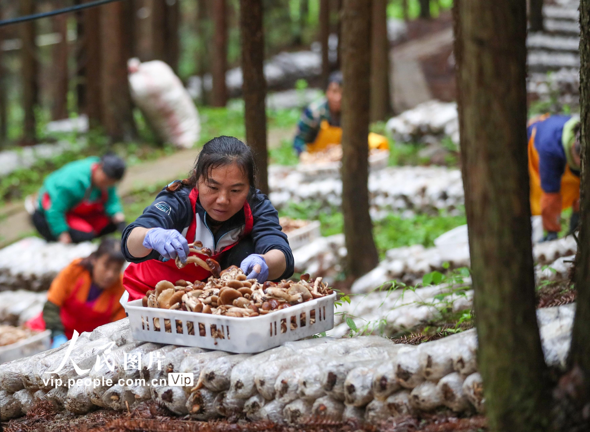 贵州岑巩林下经济助增收