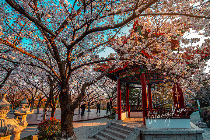 徐州彭祖园的樱花如约而至一起来感受一下春天的花开吧