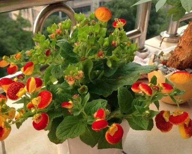 家里养盆钱袋子花新的一年祈祷好运招财进宝好兆头