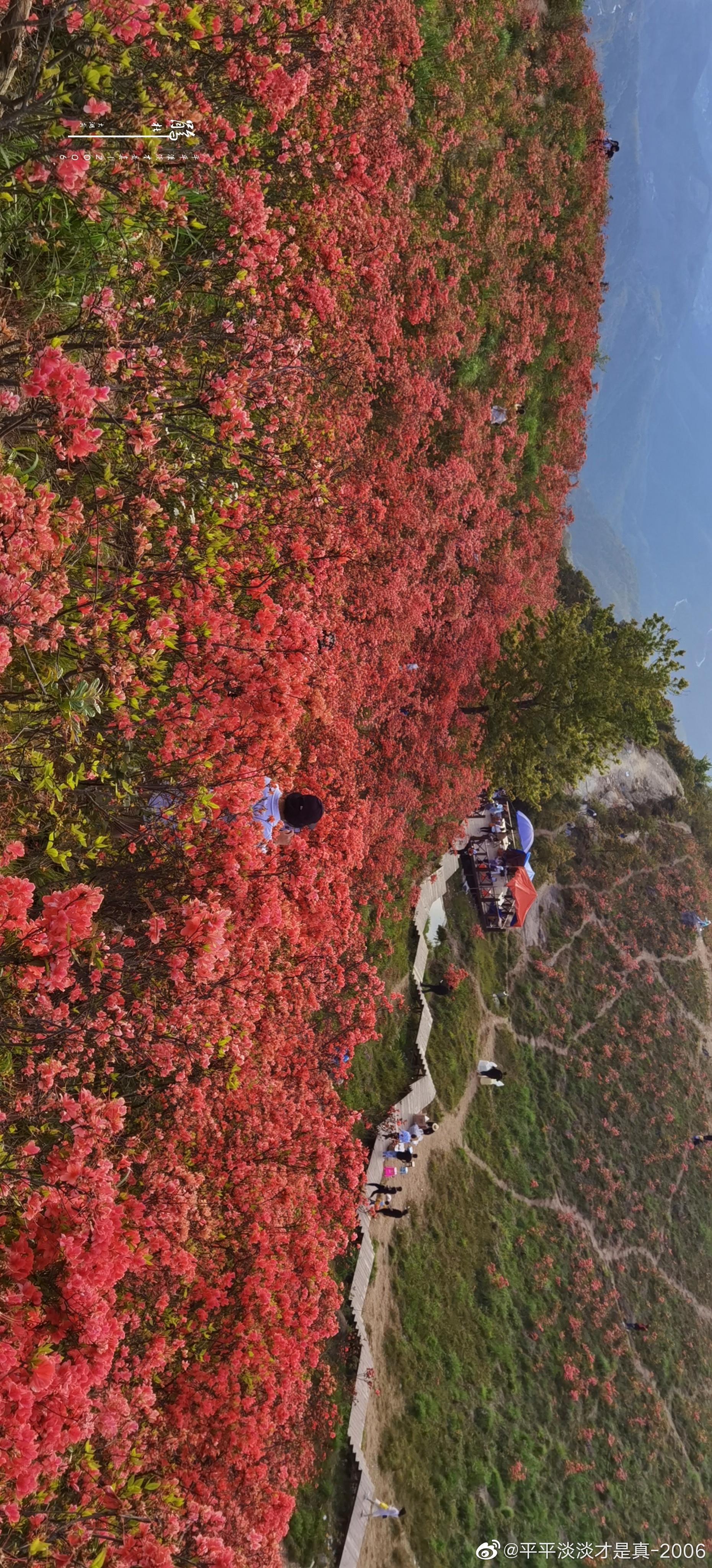 太湖尖杜鹃(二)