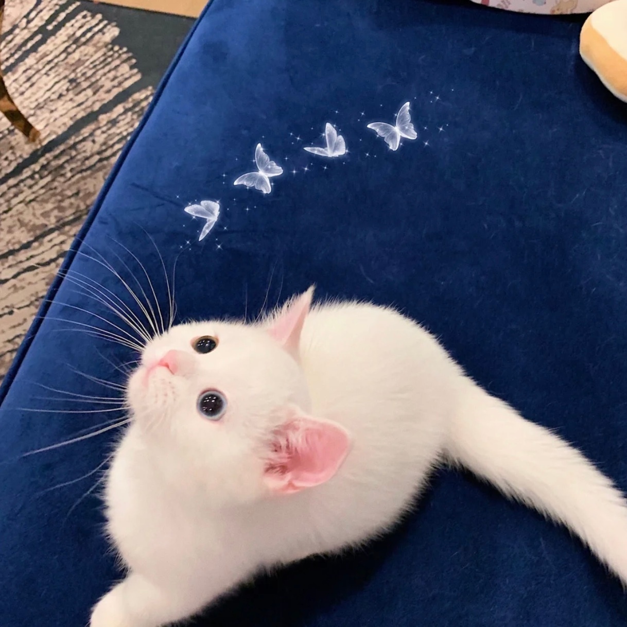 最近ins上疯转的小猫"蛋仔"