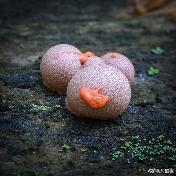 粉瘤黏菌Lycogala epidendrum