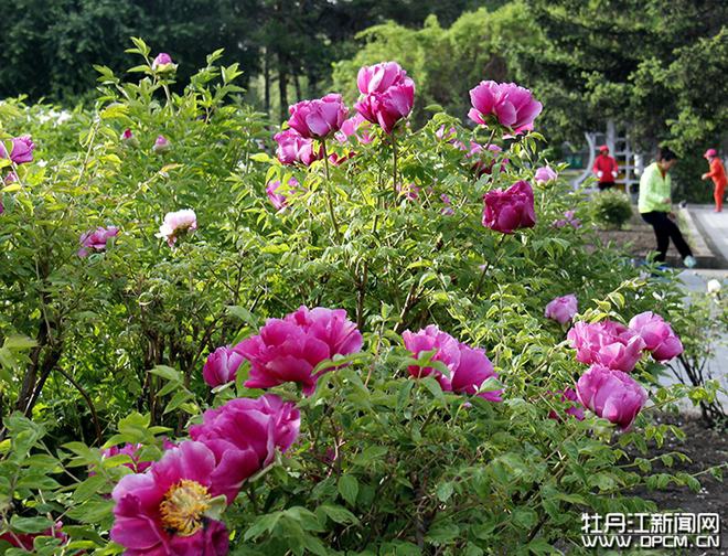 牡丹花開滿園香