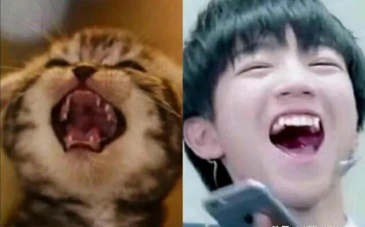 动物系男明星有多离谱？肖战兔系，猴系帅哥多，看到虾系绷不住了休闲区蓝鸢梦想 - Www.slyday.coM