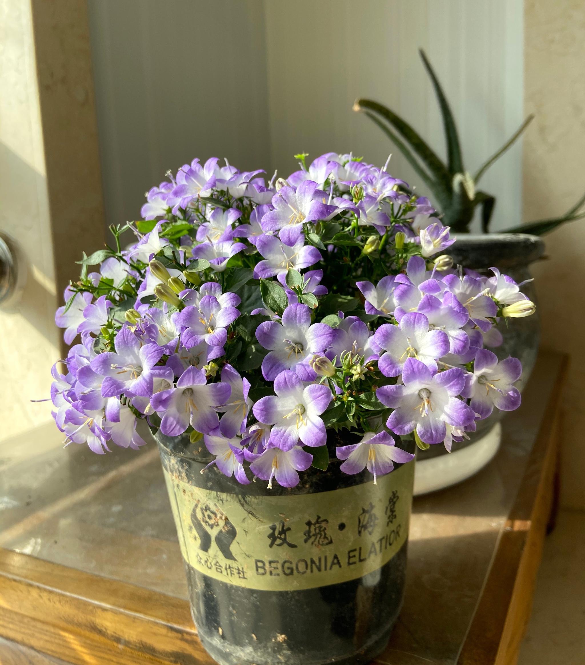 新型阳台盆栽花梦幻风铃草花色清新文艺风满满