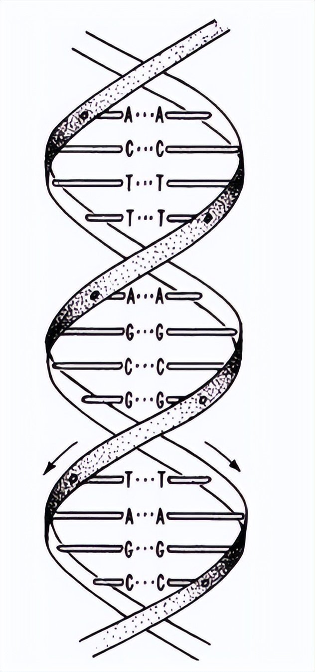 照片51dna双螺旋的阿凡达