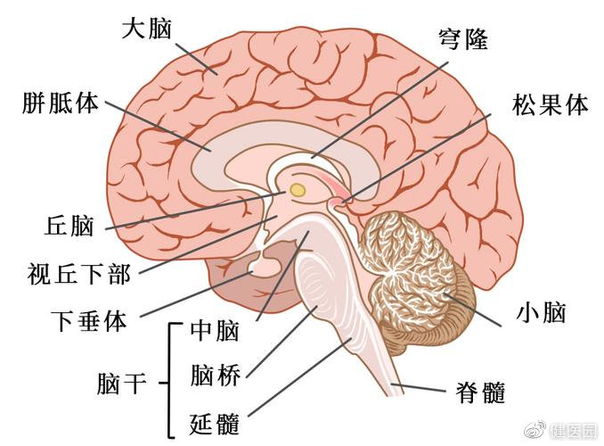 人的大脑在头部位置图图片