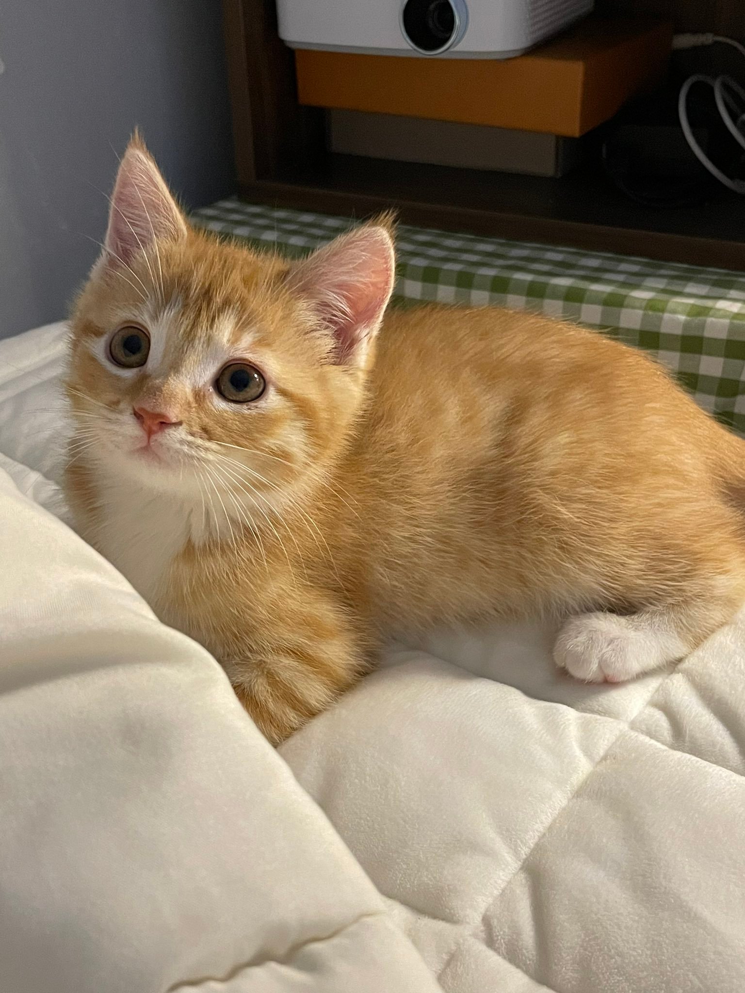 这只猫好可爱