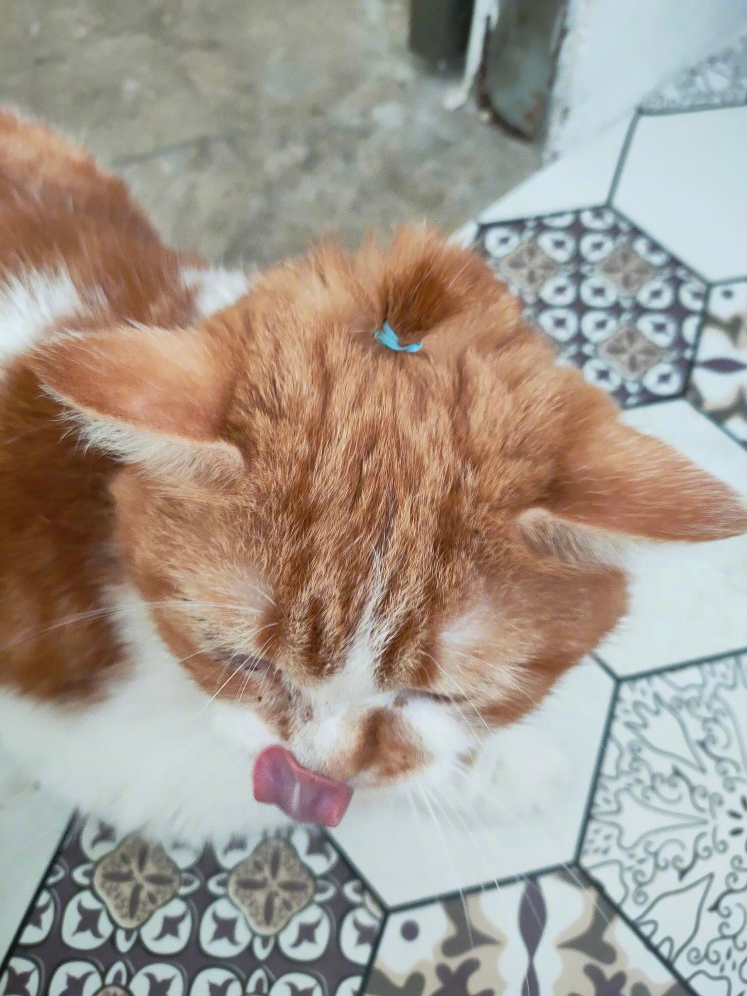 给猫咪扎了个小辫子!