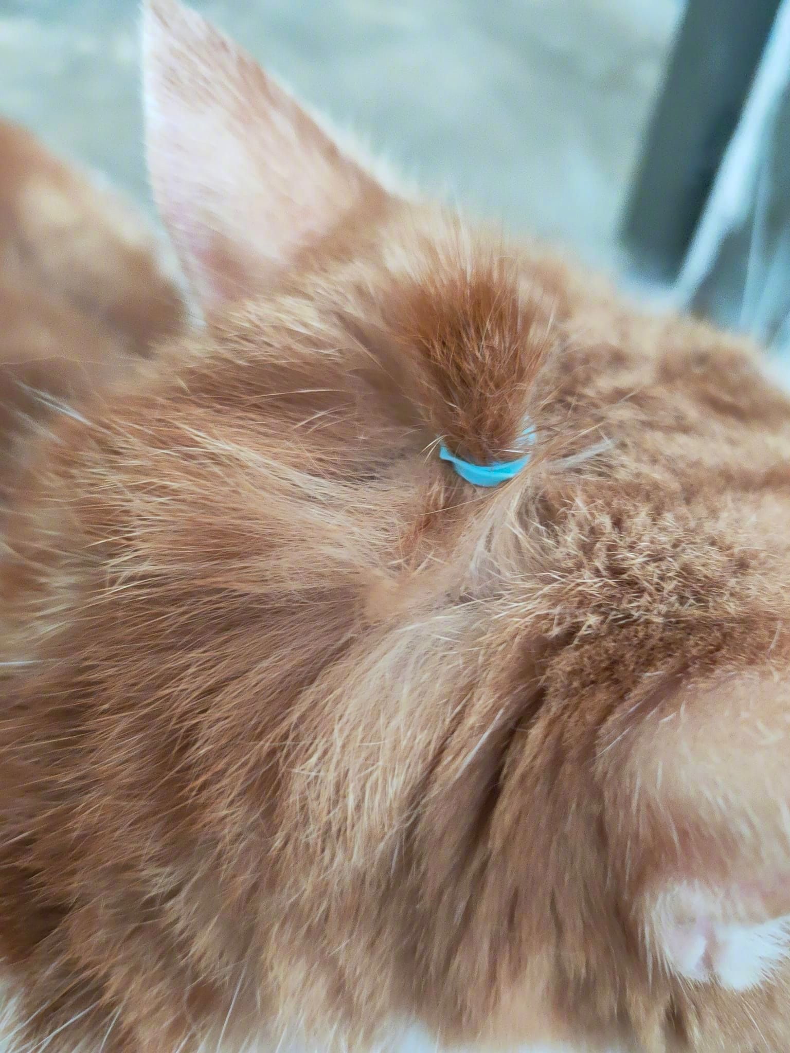 给猫咪扎了个小辫子!