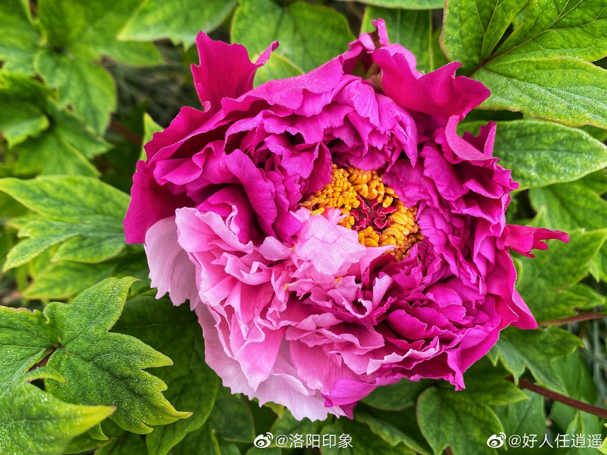 牡丹名品:二乔牡丹花,别名洛阳锦