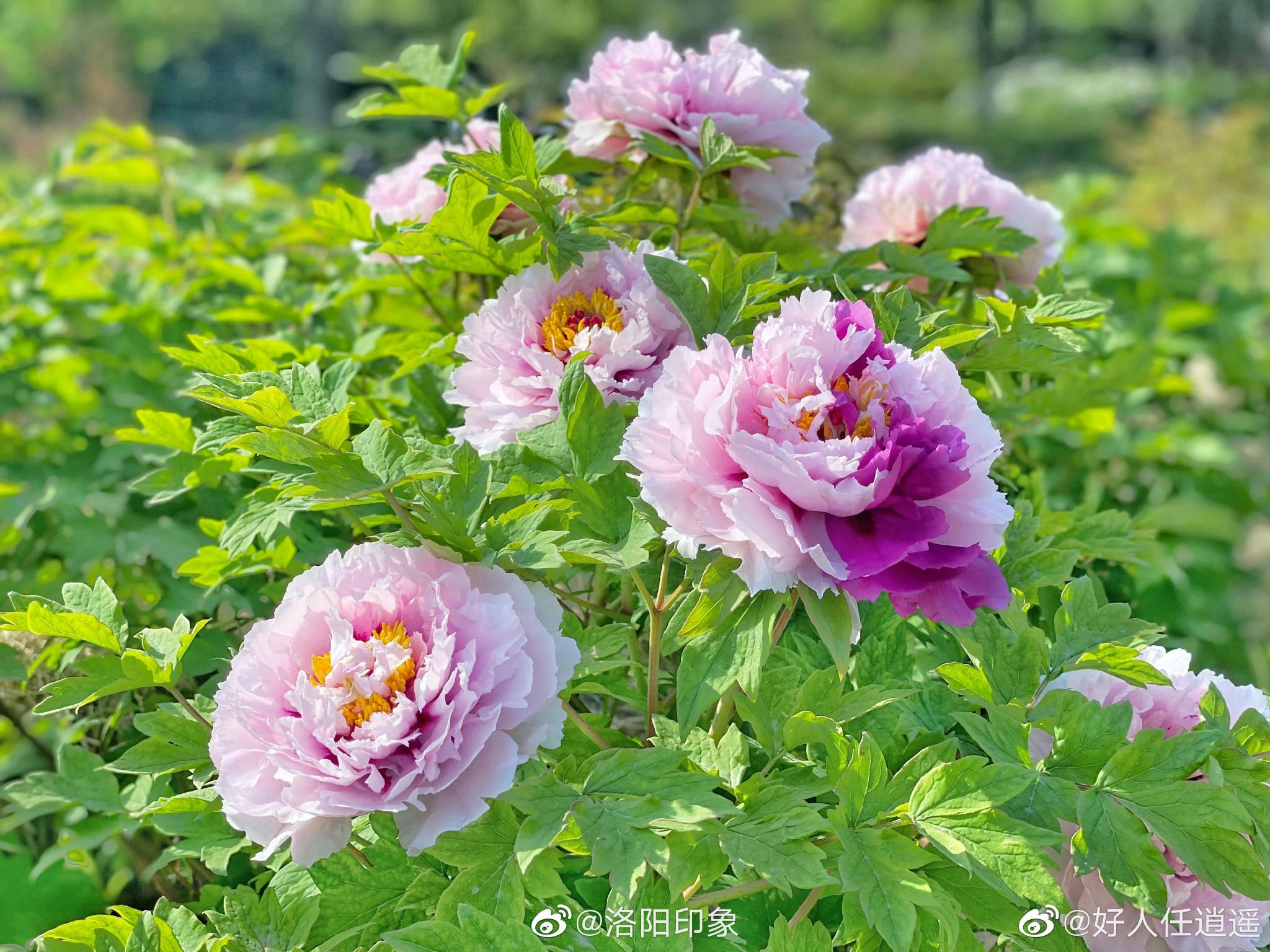 牡丹名品:二乔牡丹花,别名洛阳锦