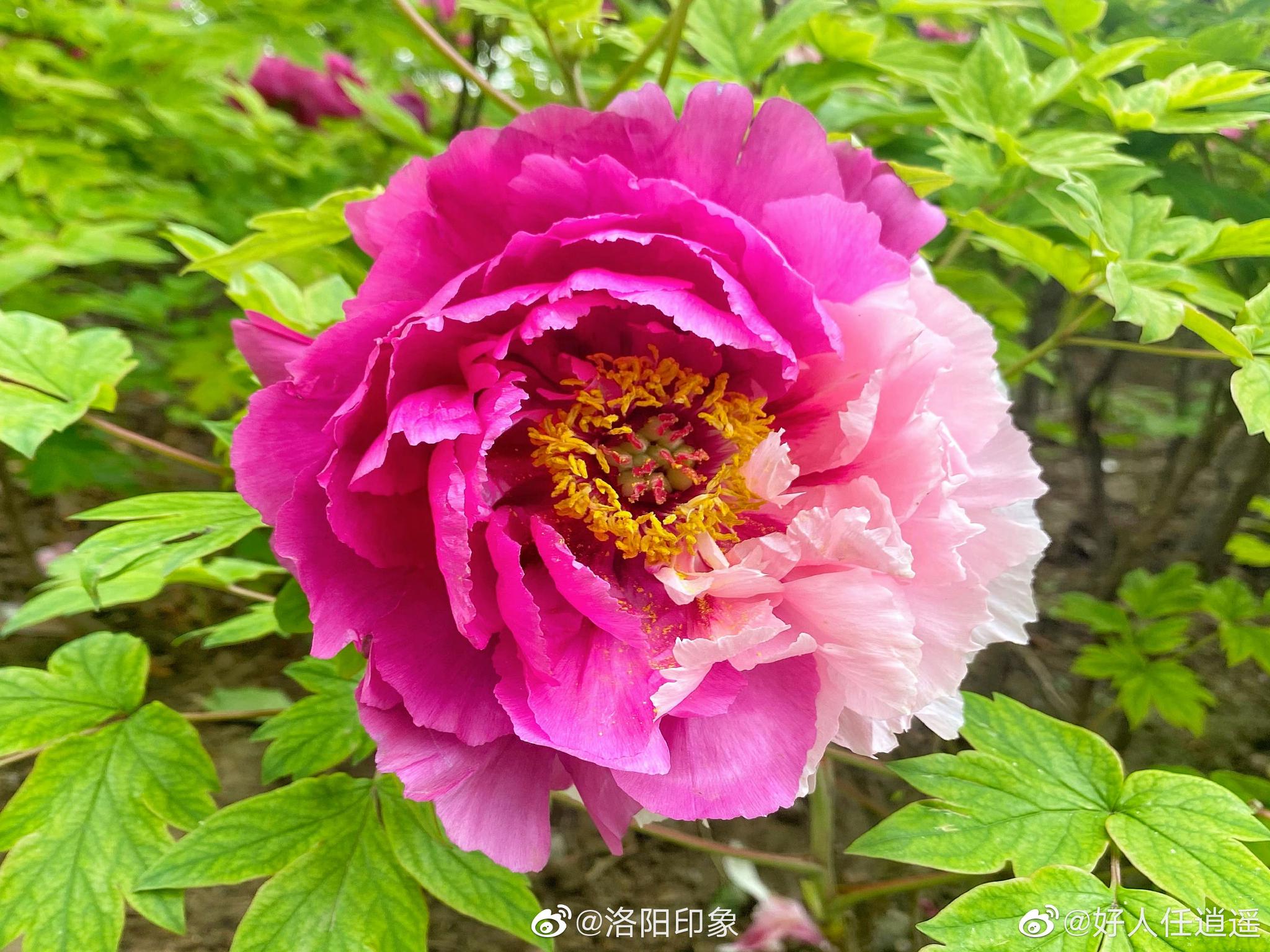 牡丹名品:二乔牡丹花,别名洛阳锦