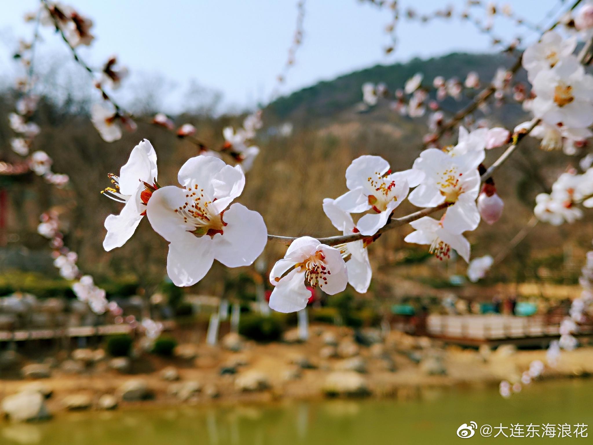 花开的季节多寒冷的冬天都会过去春天也不会因疫情的漫延而迟滞