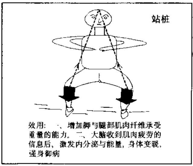太极拳的根劲与站桩