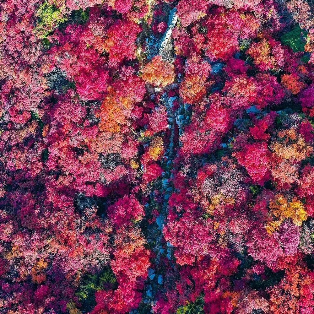 济南免费赏红叶“天花板”，盘山+赏红叶，一条线路就go了！休闲区蓝鸢梦想 - Www.slyday.coM