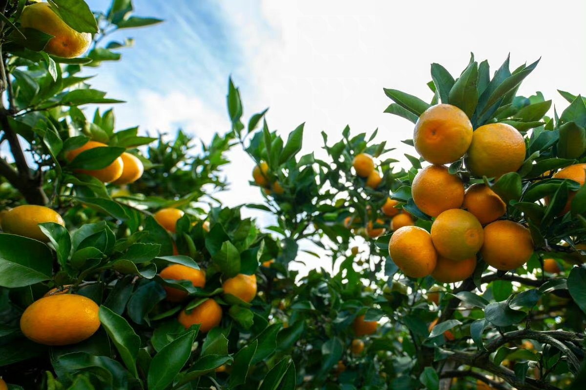 金秋十月,宁海早熟柑橘陆续成熟,进入采摘期,今年由良蜜橘销售价格比