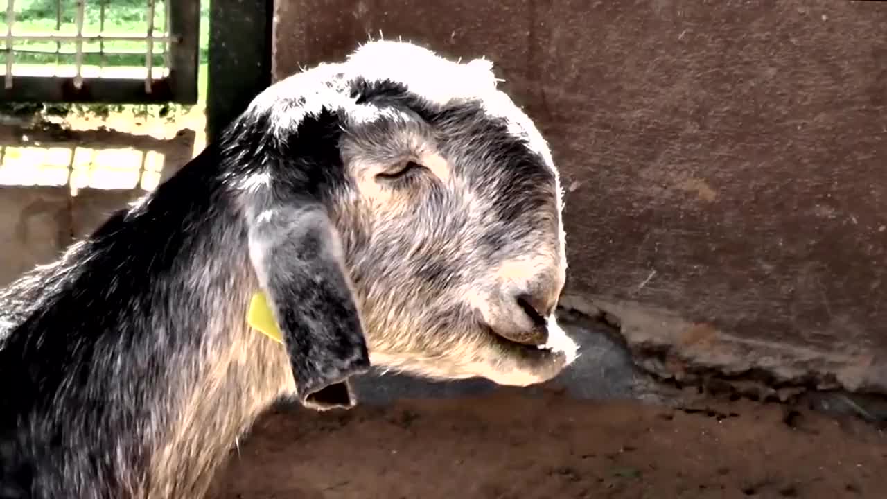 世界上最丑的羊看一眼都会做噩梦为何能卖出40万的天价