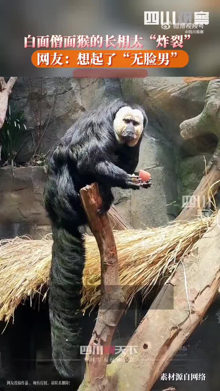 动物园回应园内拍到恐怖白脸猴子学名白面僧面猴长得很乖巧