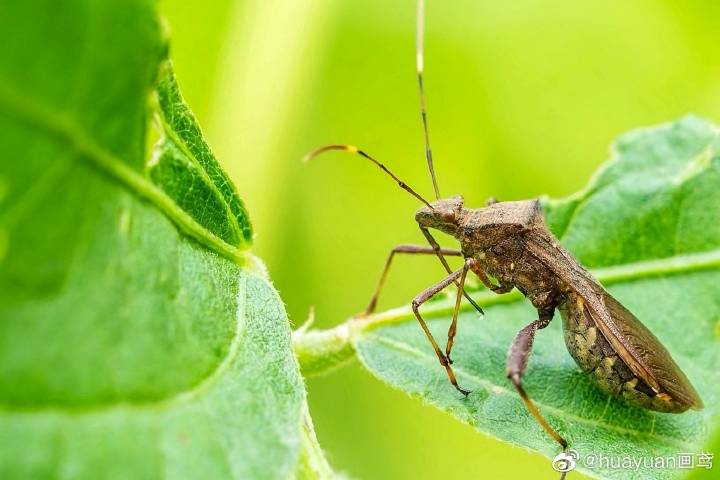 昆虫世界—点蜂缘蝽__财经头条