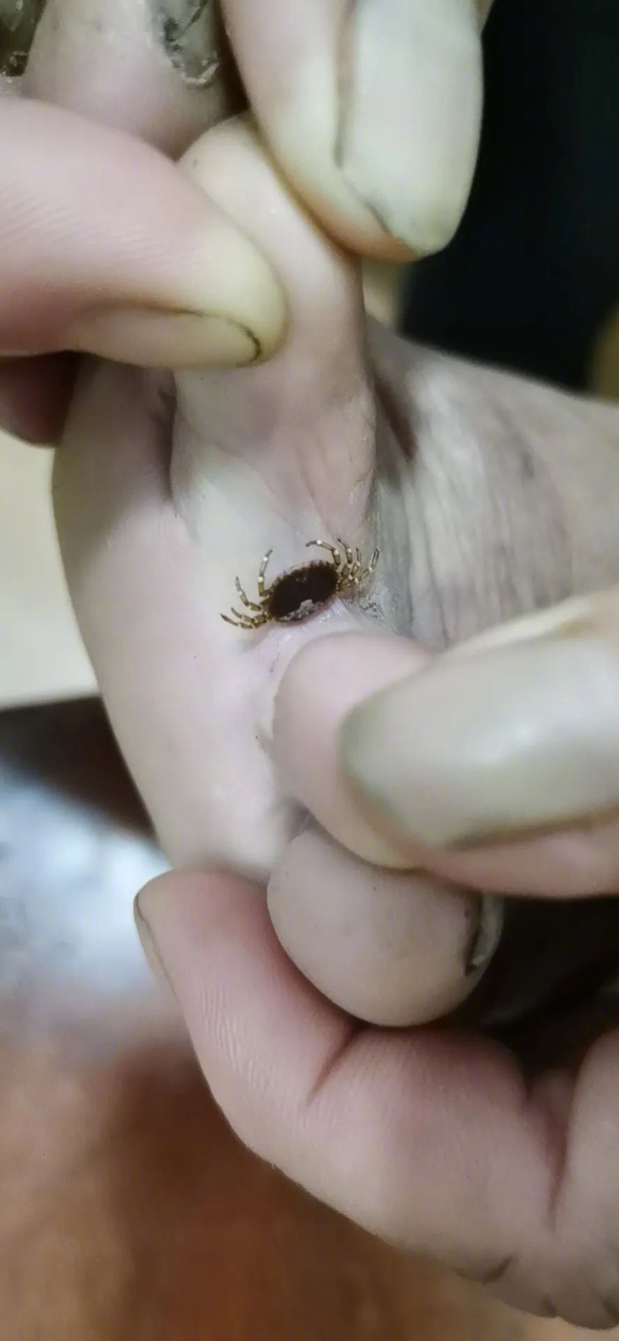 蜱虫为何会使人生病？被叮咬后该如何处理才安全？及时正确取出蜱虫！休闲区蓝鸢梦想 - Www.slyday.coM