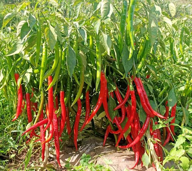 宣威市文兴乡:辣椒丰收 农民增收