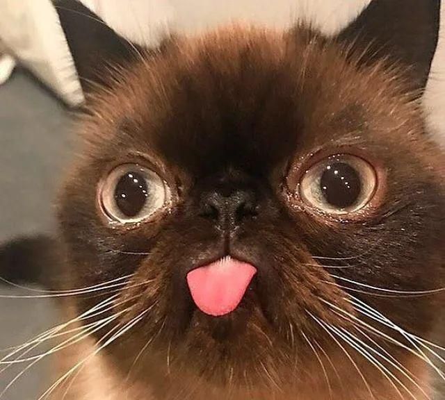 这只爱吐舌头的小猫咪也太可爱了