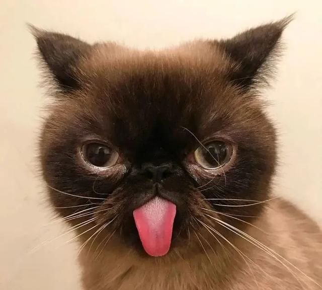 这只爱吐舌头的小猫咪也太可爱了