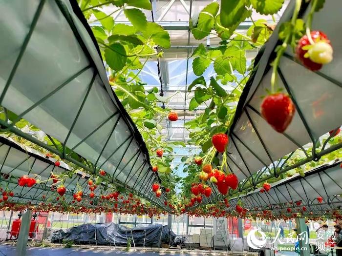 新春走基层长丰草莓从颗颗甜到科科甜