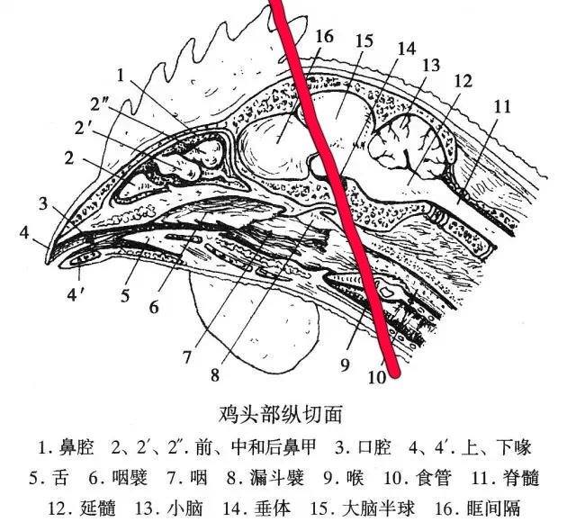 完整的,因此还有正常运动和呼吸的能力,而且这一刀完美避开了颈部血管