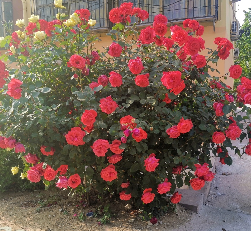 古老月季—绯扇,不输欧月日月,花大色艳香浓,四季都有花看!