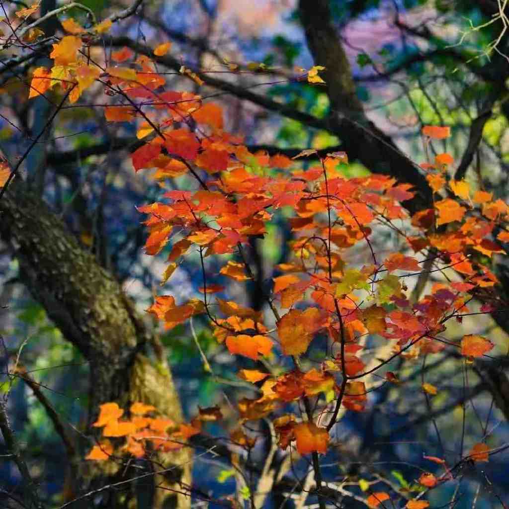 黄龙的秋天已送达,满山红叶惊艳来袭……休闲区蓝鸢梦想 - Www.slyday.coM 黄龙的秋天已送达,满山红叶惊艳来袭……休闲区蓝鸢梦想 - Www.slyday.coM
