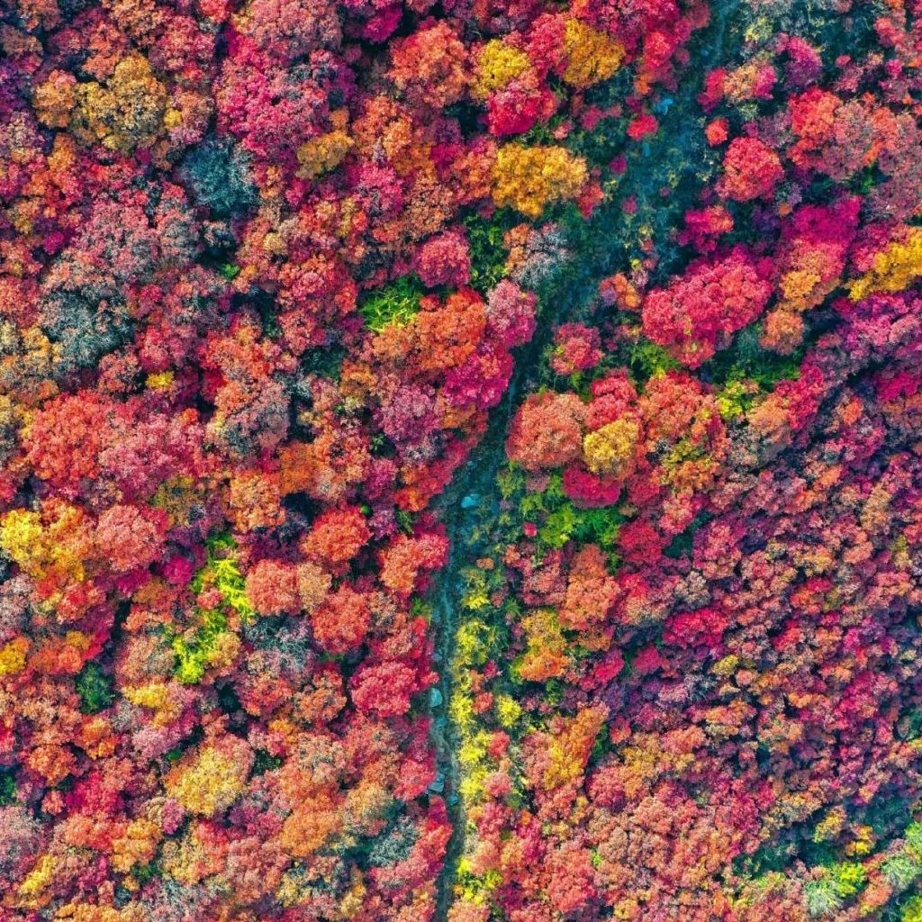 济南免费赏红叶“天花板”，盘山+赏红叶，一条线路就go了！休闲区蓝鸢梦想 - Www.slyday.coM