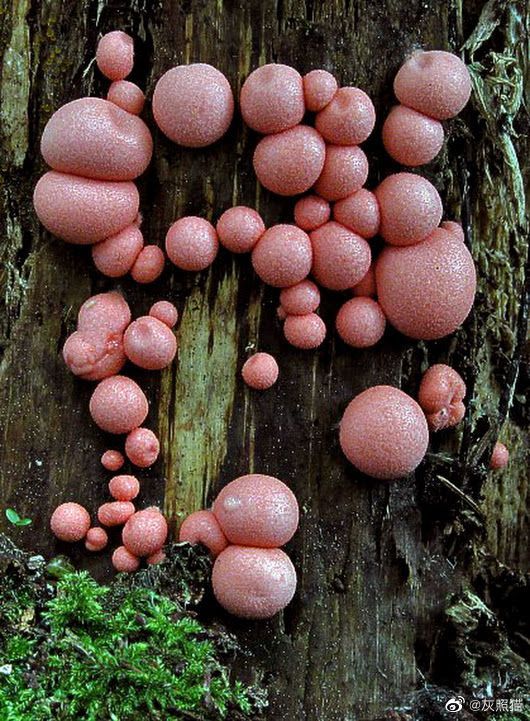 粉瘤黏菌lycogala epidendrum