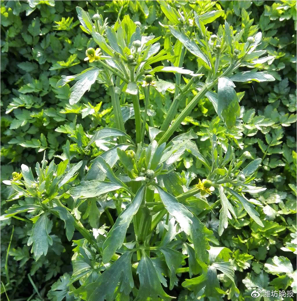 做菜放野生小蒜,外甥女吃完过敏家住峡山区清泉社区的王先生每年春天