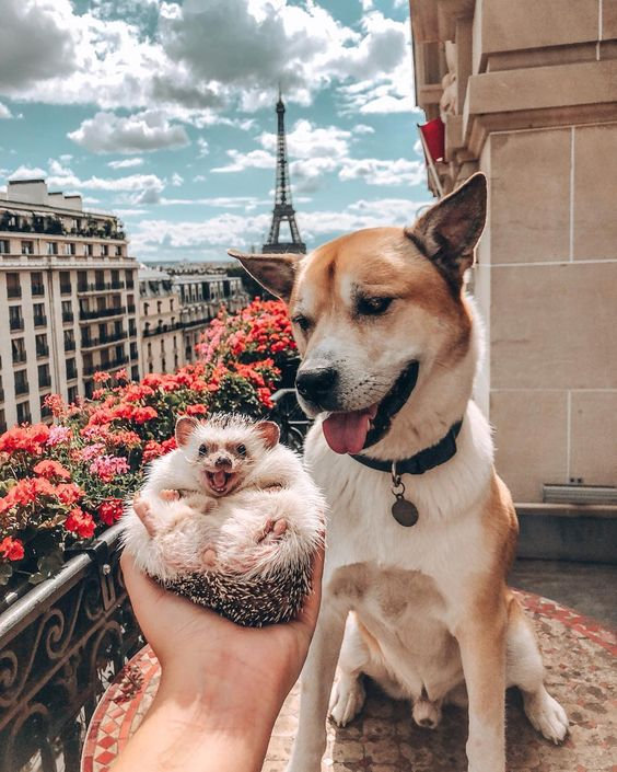 今日份暖心治愈,幸福微笑的小刺猬