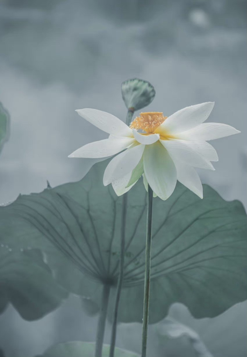 清水出芙蓉,天然去雕饰_高清图集_新浪网